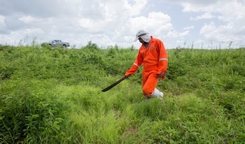 La langosta centroamericana representa un