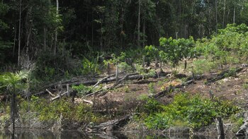 Canziani sostiene que, de no