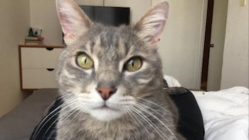 Los gatos son la segunda