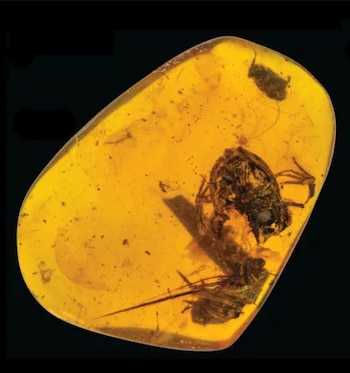 La piedra de 3,5 kilos