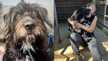 La mascota fue encontrada sola