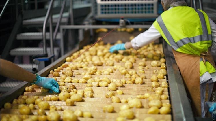 La Ley Chlimper 2.0 reduce a 15% la tasa del impuesto a la renta para empresas agrarias que cumplan condiciones específicas de ingresos.