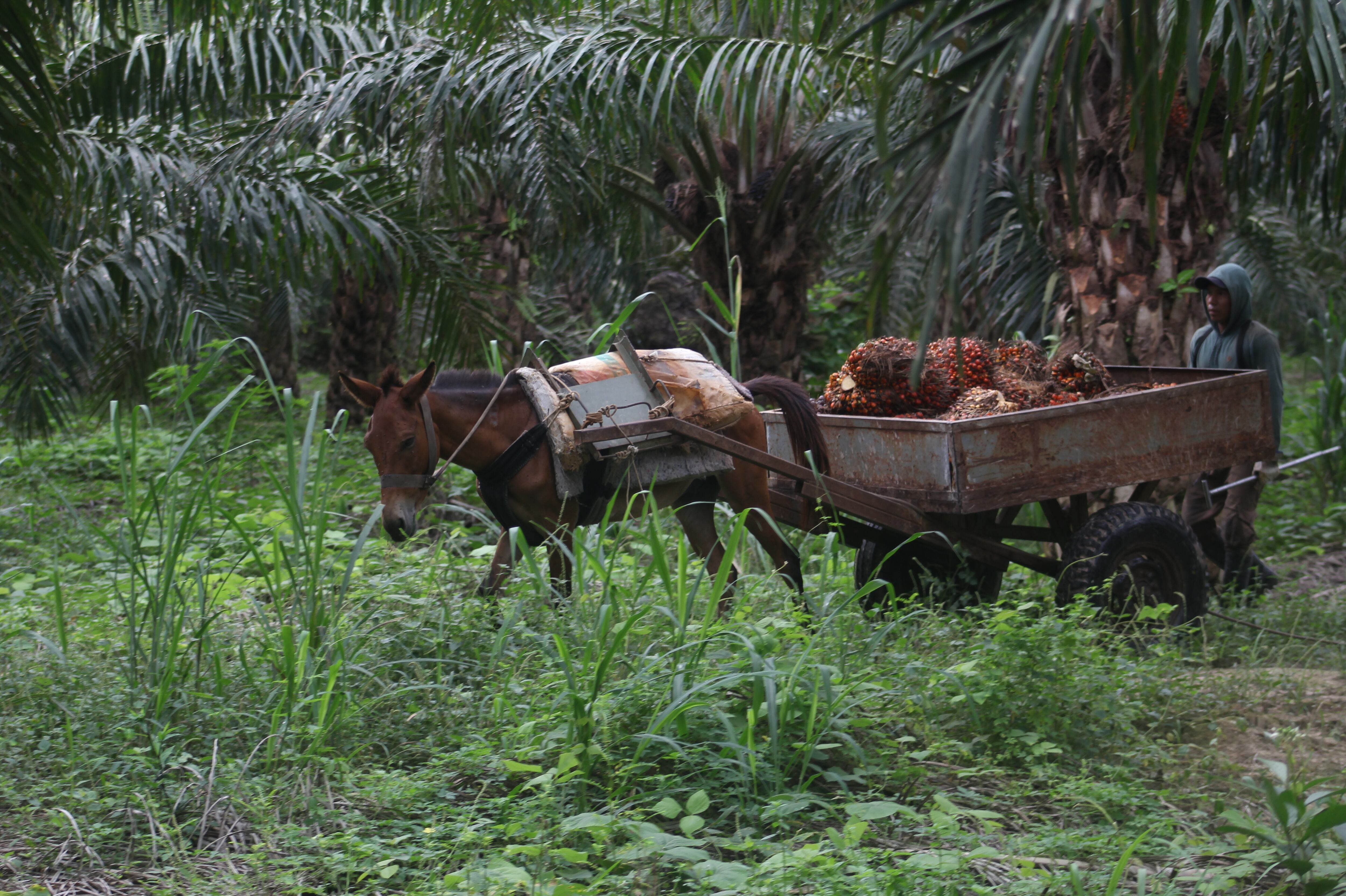 Un agricultor de la región de Ucayali transporta frutos de palma aceitera en un carro arrastrado por un animal en una plantación.