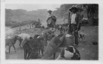 El sabueso fino colombiano es