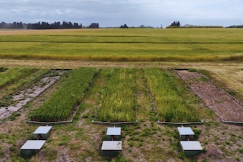 Estudios muestran que diversas prácticas de manejo permiten reducir la erosión y mejorar la calidad del suelo