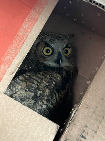 El detenido dijo llamarse Armando,