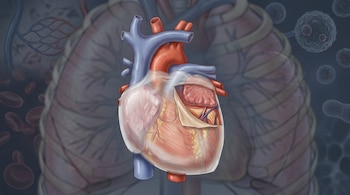 Ilustración de corazón humano con arterias, venas y músculos. Membrana transparente. Fondo azul oscuro con pulmones, glóbulos rojos y células borrosas.