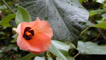 Esta bella flor cautivó a