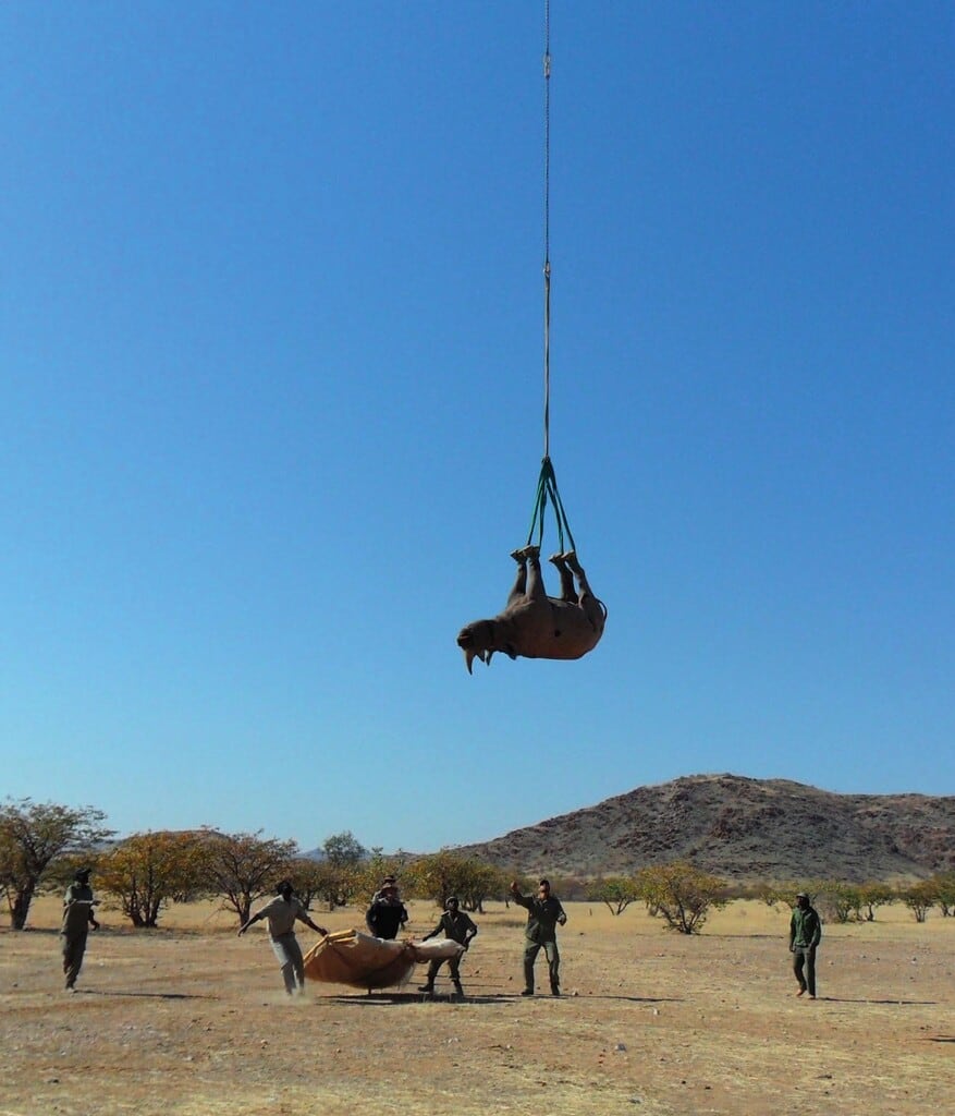 La organización African Parks asumió la gestión de 2.000 rinocerontes blancos con el objetivo de enviarlos a áreas protegidas del continente (Gentileza, estudio EFECTOS PULMONARES Y METABÓLICOS DE LA SUSPENSIÓN POR LAS PATAS EN COMPARACIÓN CON EL DECUMBRENAJE LATERAL EN RINOCERONTES NEGROS ( DICEROS BICORNIS ) INMOVILIZADOS Y CAPTURADOS MEDIANTE DARDOS AÉREOS, publicado en Journal of Wildlife Diseases)