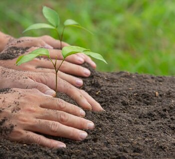 Este esfuerzo se centrará en