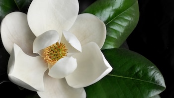 Magnolia, la flor de México