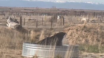 El oso experimentó un nuevo