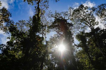 Vista del bosque nuboso Palo