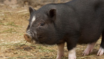 Se popularizó como mascota en España hace décadas y ahora es una especie invasora: está prohibido como animal de compañía desde 2022