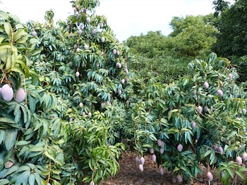 Plantación de mangos en una de las parcelas de la finca La Mayora, en Málaga (Europa Press)