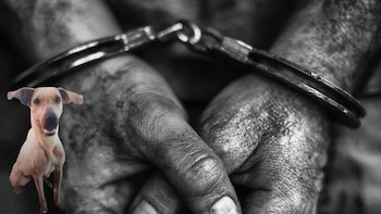 Hombre que mató a golpes a una perrita aceptó cargos y pidió perdón: “Fue algo muy feo lo que hice”