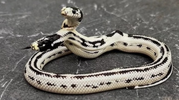 El ejemplar bicéfalo pertenece a