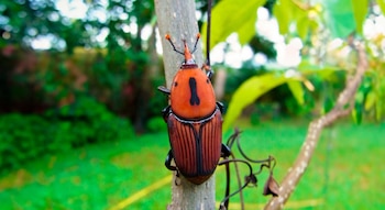 La presencia del insecto fue