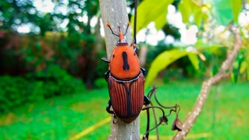 Declararon la emergencia fitosanitaria por