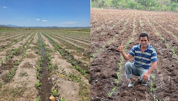 El Gobierno salvadoreño incorporará 60.000 manzanas adicionales de maíz para asegurar el abastecimiento interno y estabilizar precios. (Cortesía: Viceministro Ad-Honorem del MAG Óscar Domínguez)