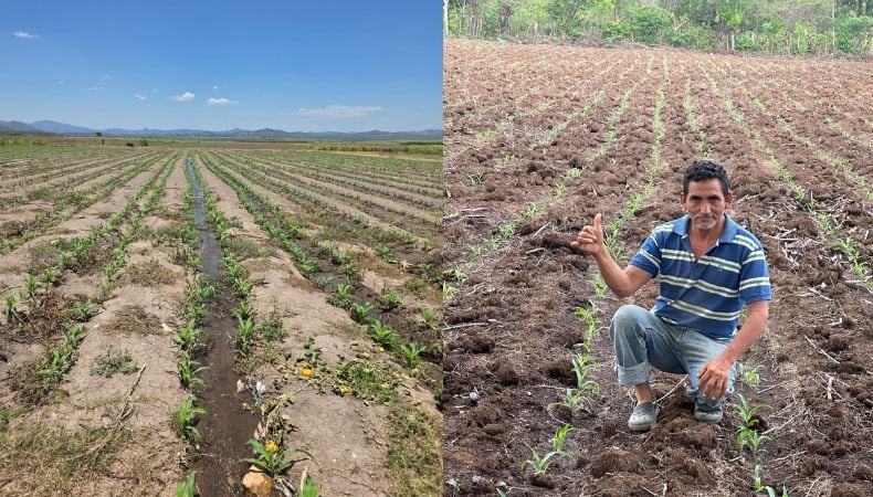 El Gobierno salvadoreño incorporará 60.000 manzanas adicionales de maíz para asegurar el abastecimiento interno y estabilizar precios. (Cortesía: Viceministro Ad-Honorem del MAG Óscar Domínguez)