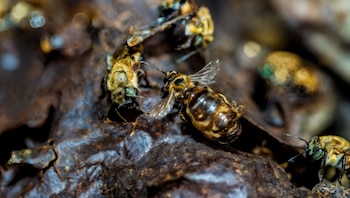Abejas sin aguijón de la