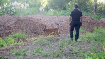 Perros rastreadores en la zona
