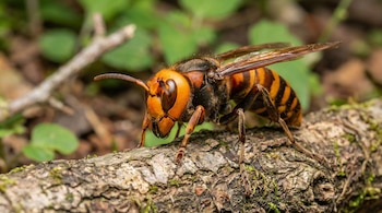 Fotografía macro de una avispa gigante japonesa con cuerpo naranja y negro, alas transparentes y patas peludas, posada sobre una rama cubierta de musgo.