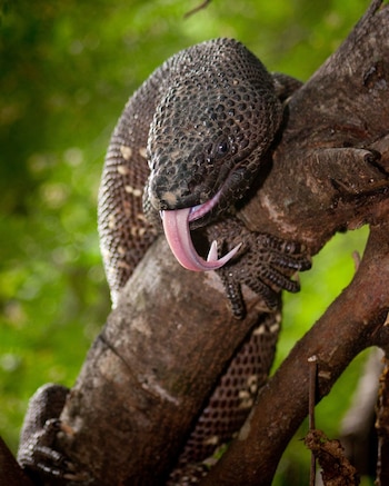 La supervivencia del lagarto escorpión ahora depende de la alianza entre científicos y pobladores. Las creencias y el miedo, factores clave en la lucha por su futuro (Foto cortesía Fundación para las Especies Amenazadas de Guatemala)