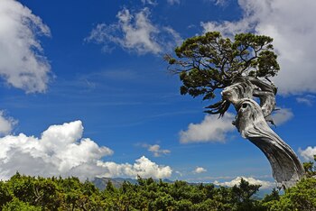En el Parque Nacional Yushan