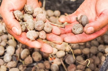 En comunidades como San Juan