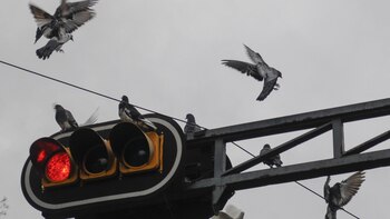 Por que você não deve