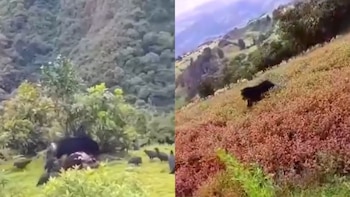 Aparentemente el oso habría atacado a una vaca - crédito villapinzon noticias 24/7 / Facebook