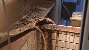 Veneno para cucarachas, materia fecal