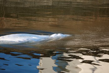 La beluga que se extravió