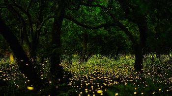 Los expertos se preocupan por