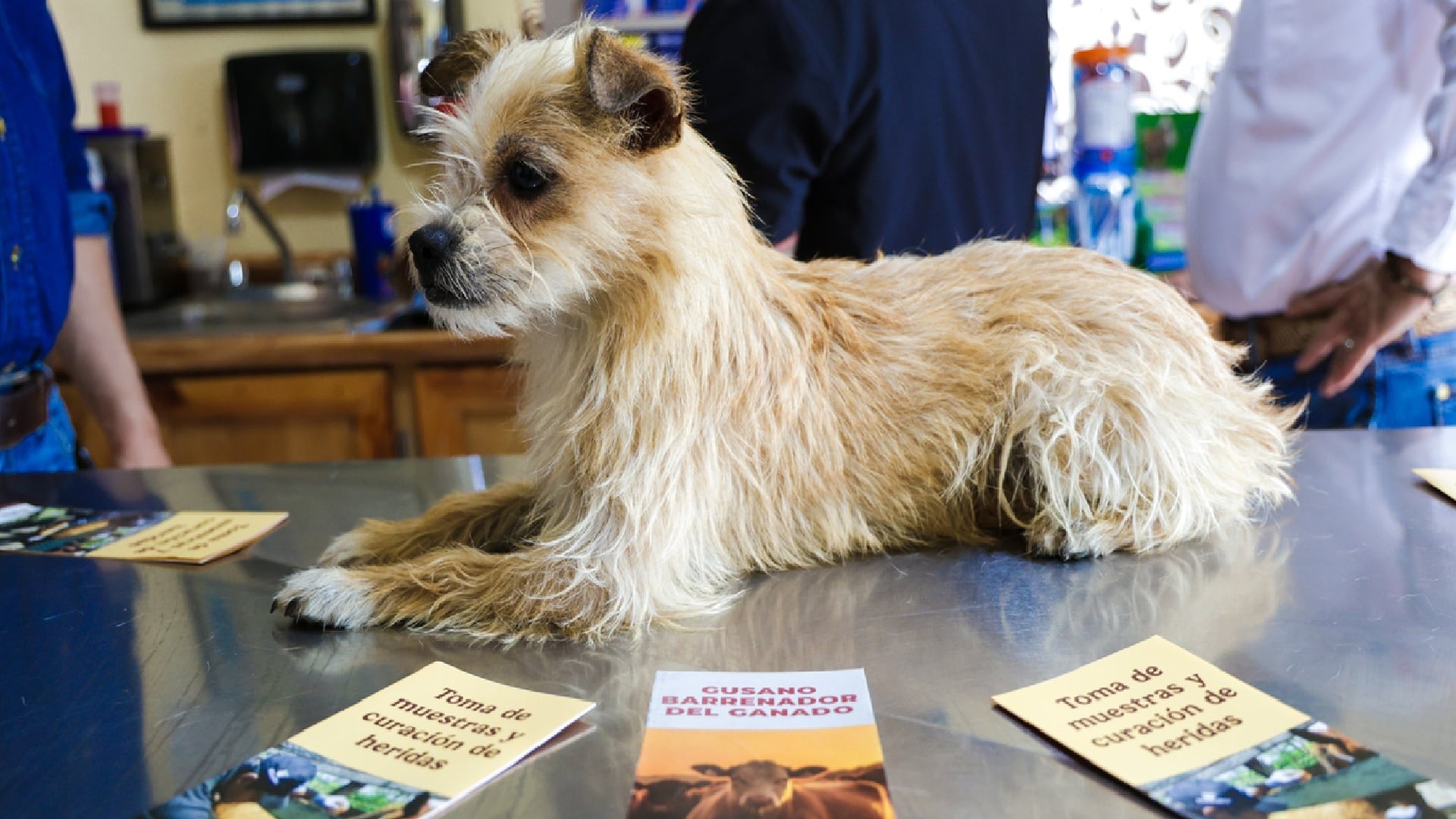 ALERTA SANITARIA: Gusano Barrenador en Mascotas