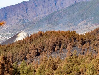 Detalle de la afección de