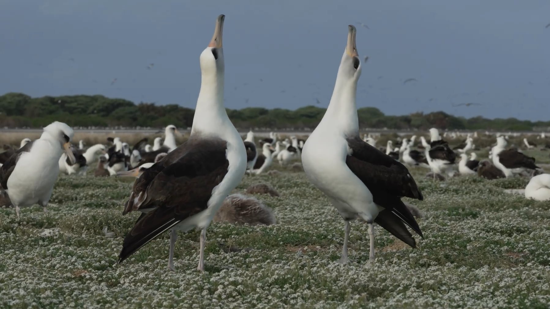 Por qué el streaming en vivo de los albatros de Midway Atoll se convirtió en un fenómeno mundial