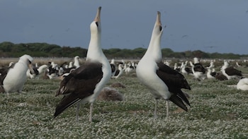 Por qué el streaming en