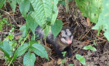 Las zarigüeyas rehabilitadas cumplen un