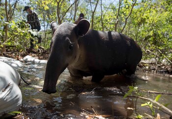 Un Tapir centroamericano (Tapirus bairdii)