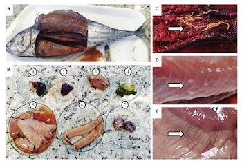 A) Atún necropsiado; (B) Órganos internos: (1) bazo, (2) corazón, (3) intestino, (4) vesícula biliar, (5) hígado, (6) gónada, (7) ojos; Tejidos infectados: (C) Rhadinorhynchus sp.; (D) Trypanorhyncha; y (E) Anisakis sp. (Ocean and Coastal Research)