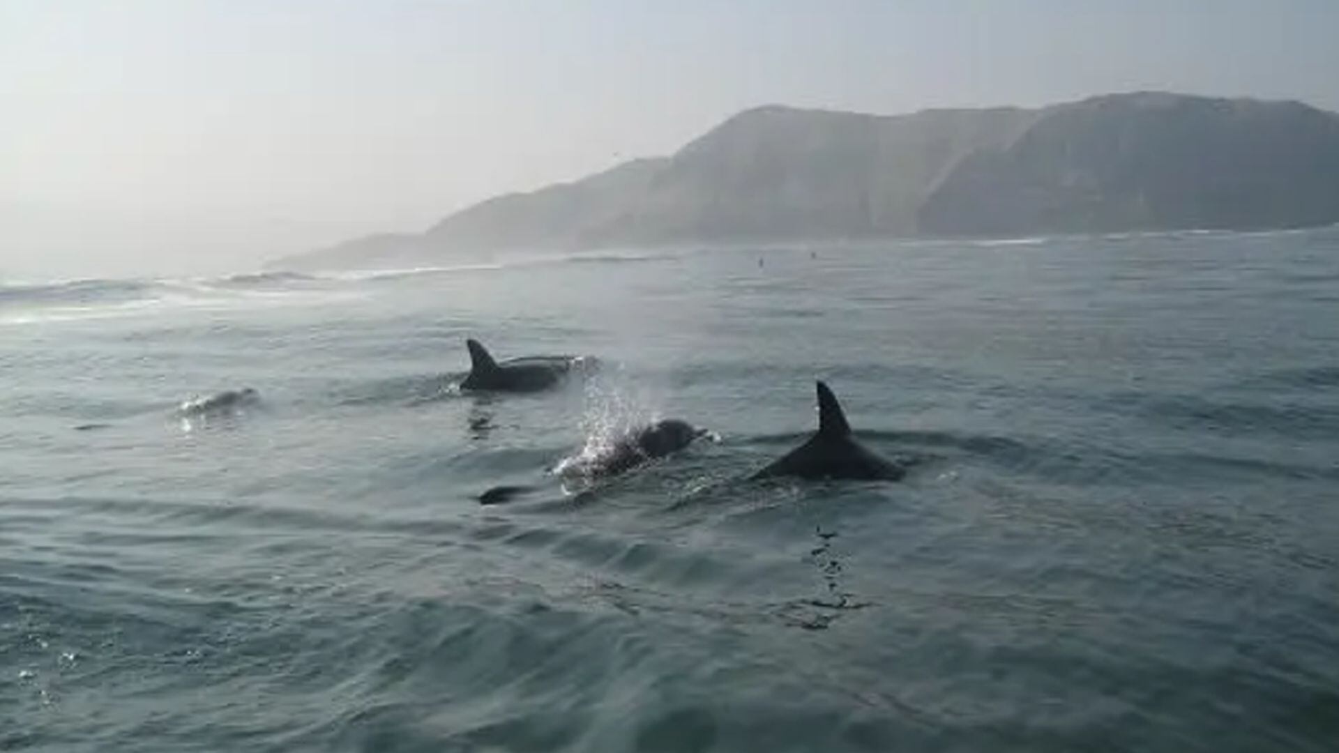 La conmemoración del 23 de julio tiene su raíz en la necesidad de frenar una amenaza histórica: la captura indiscriminada que diezmó poblaciones enteras de cetáceos en el siglo XX. (Mundo Azul)