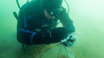 Un buzo colectando babosas de