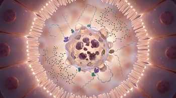 Vista microscópica hiperrealista dentro del colon mostrando células intestinales sanas formando un anillo alrededor de una célula dañada en autodestrucción, rodeada de moléculas.