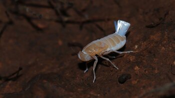 Descubrimiento de Cixius palmirandus en