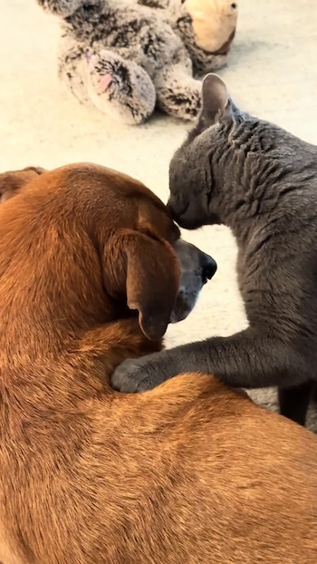 La relación entre el minino