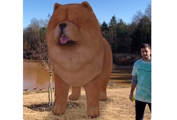 14/12/2020 Google introduce 50 nuevos