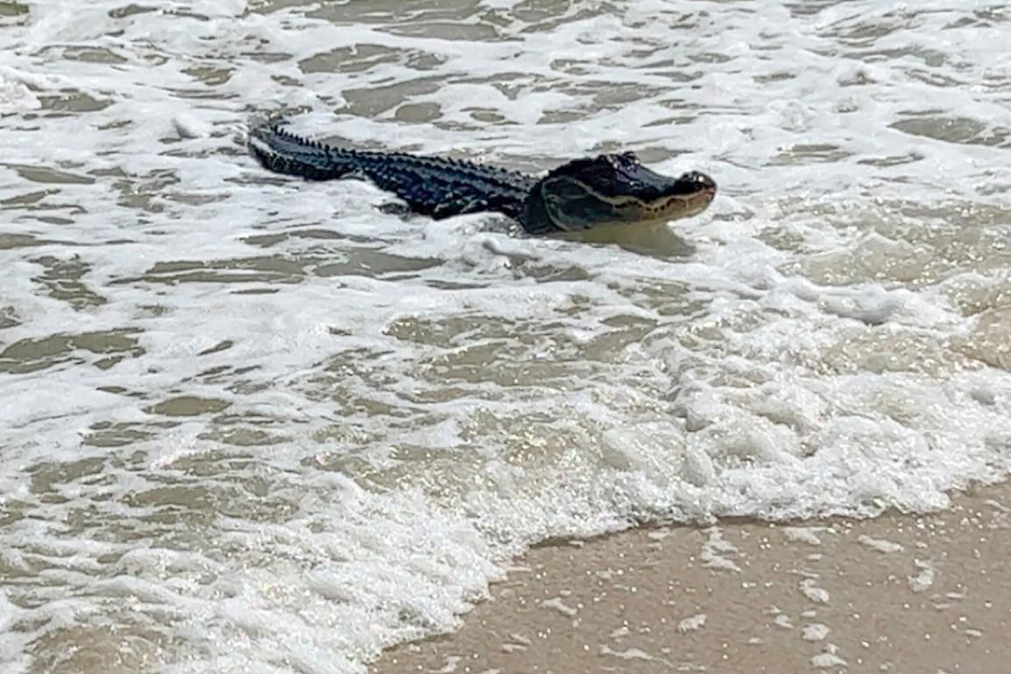 Un caimán fue visto en las playas de Córdoba - crédito Matt Harvill/AP